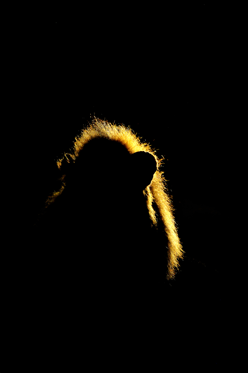 Lion backlit image taken on a night drive in the Sabi Sands in the Greater Kruger National Park