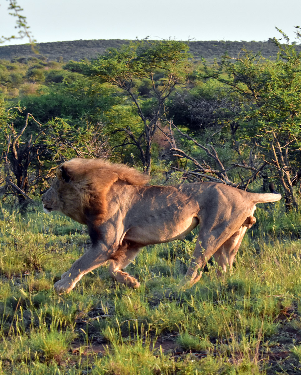 Blondie Meyiwa chasing after the dogs