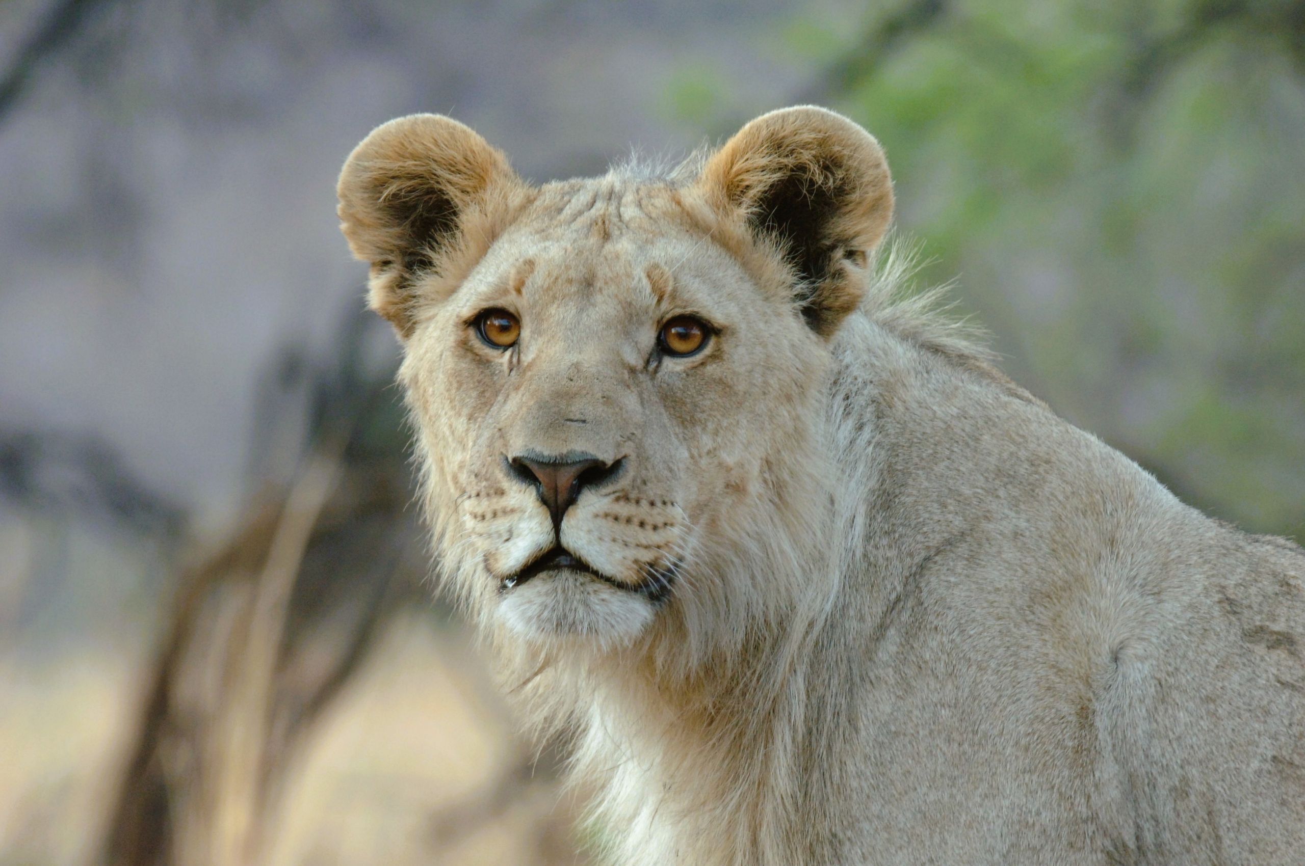 Lion cub image taken in Pilanesberg