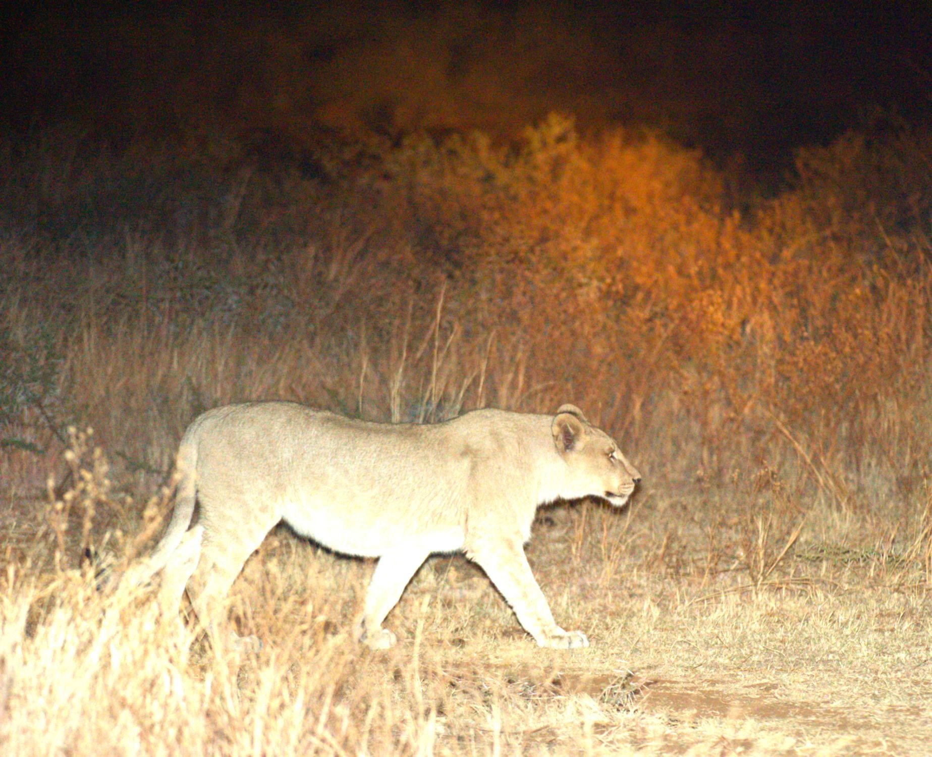 Lion cub seen on game drive at Shepherds Tree Game Lodge in the Pilanesberg