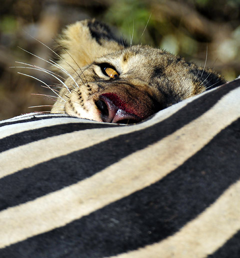 Lion cub at zebra carcass in Pilanesberg