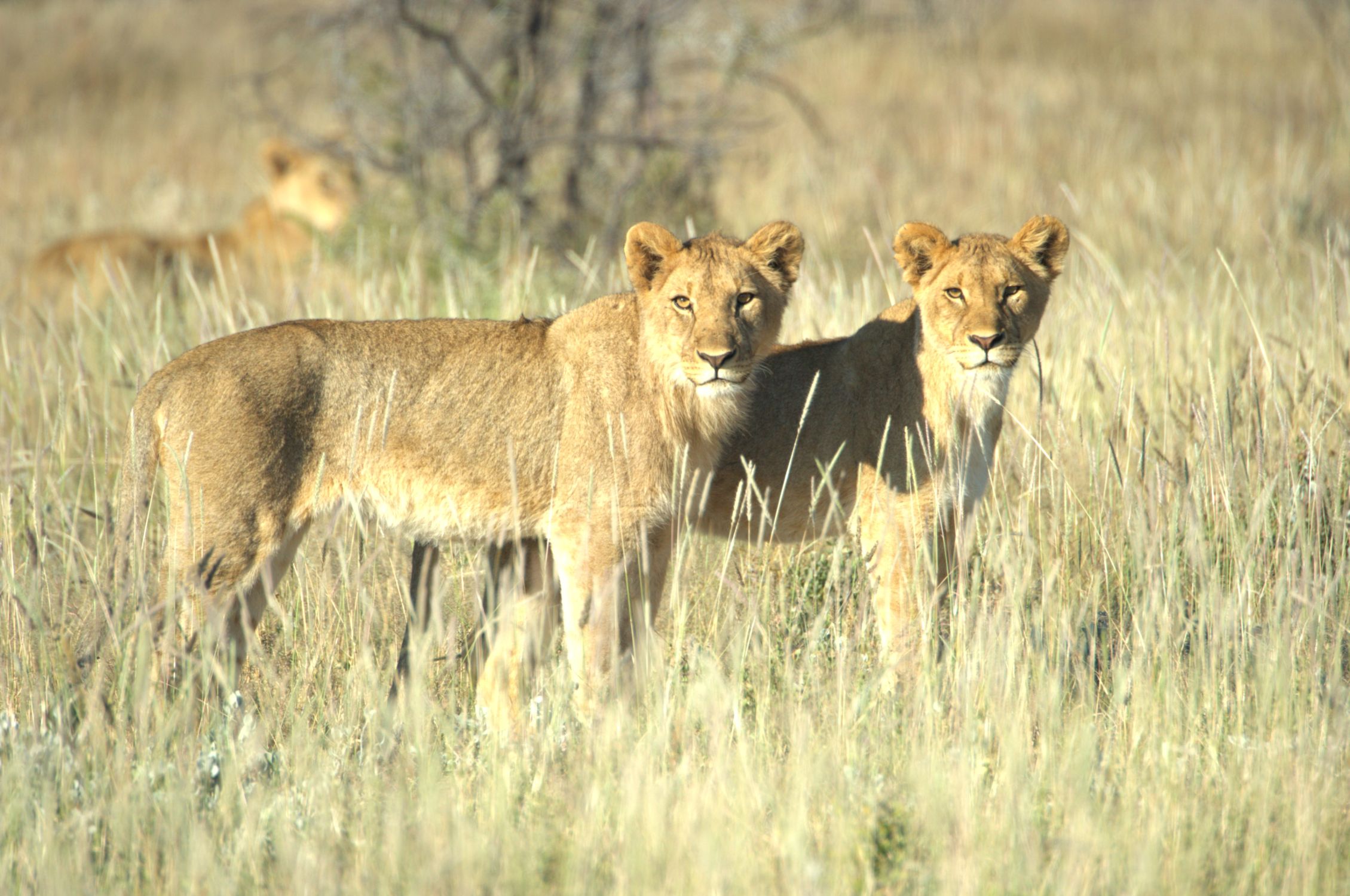 Lion cubs seen while in Etosha National Park while staying at Toshari Lodge