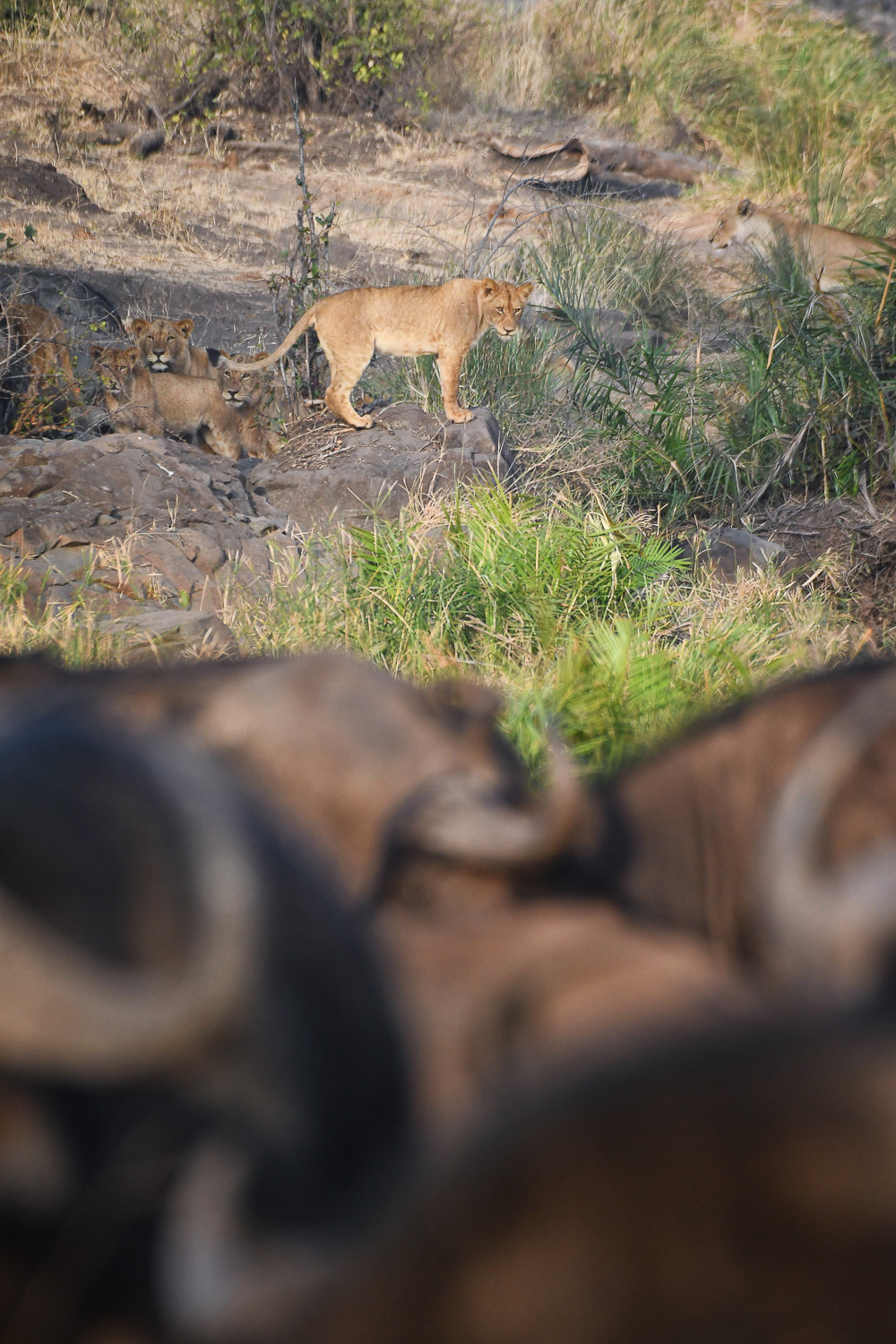 Lion cubs looking at Buffalo, image taken on a self-drive on the H1-7 near Babalala picnic site in the Kruger National Park