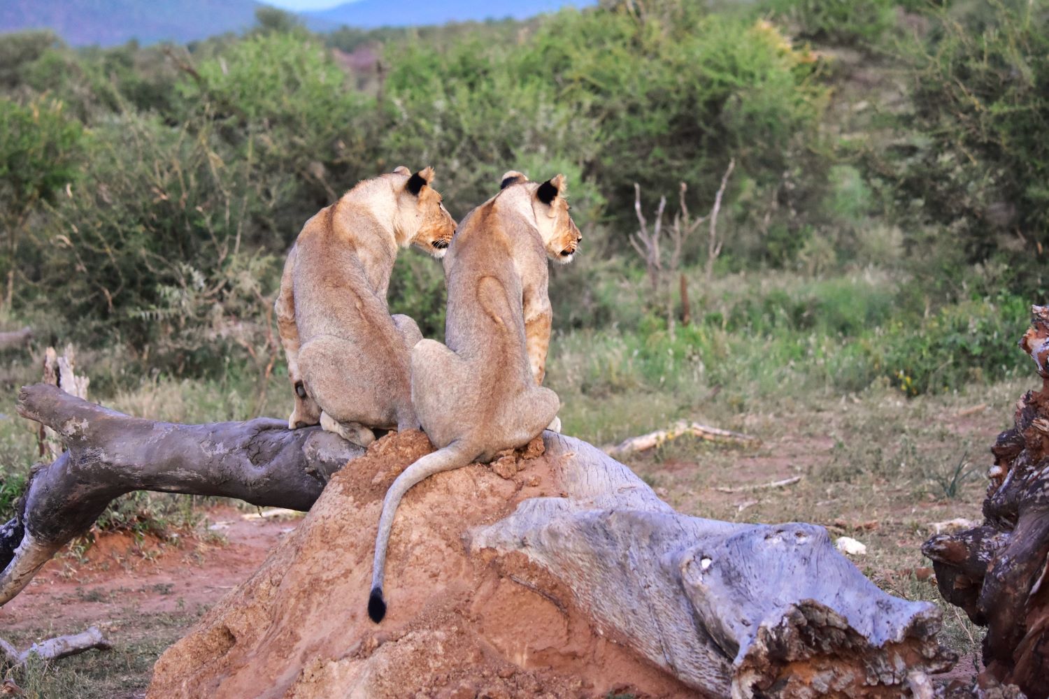 Lion cubs sitting on fallen log Lion cubs sitting on fallen log