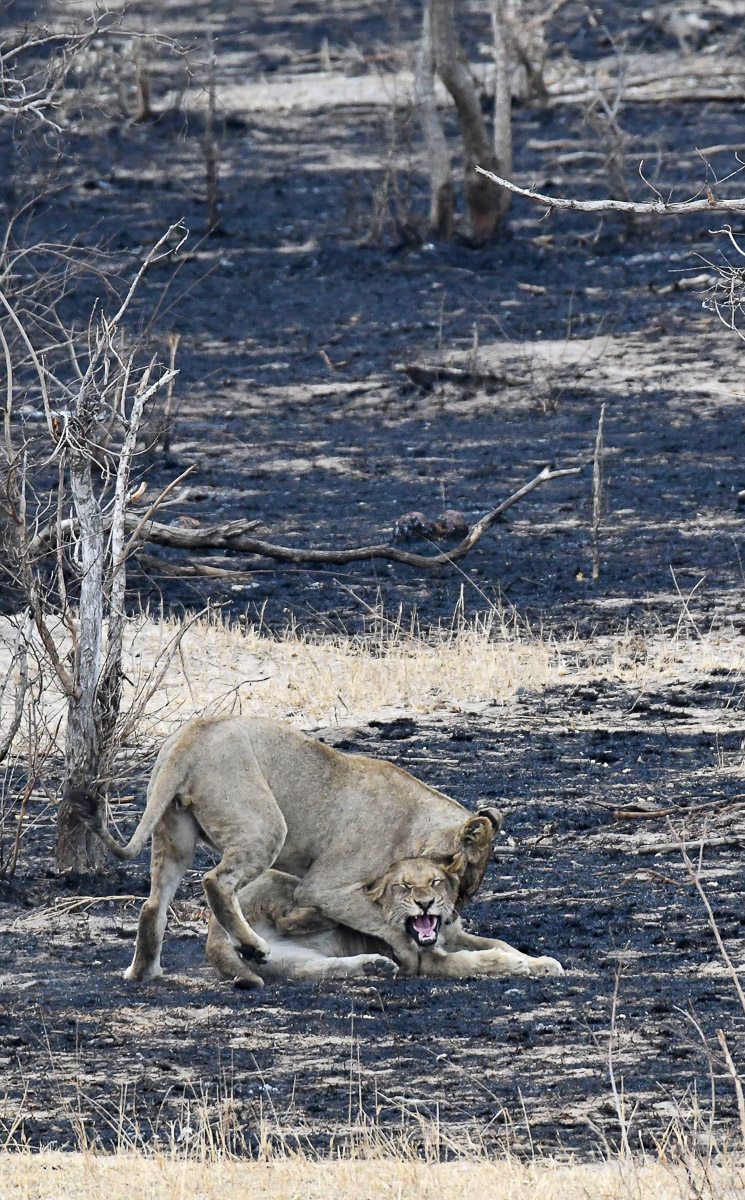 Lion cubs playing in the burnt grass at Transport Dam, Kruger Park