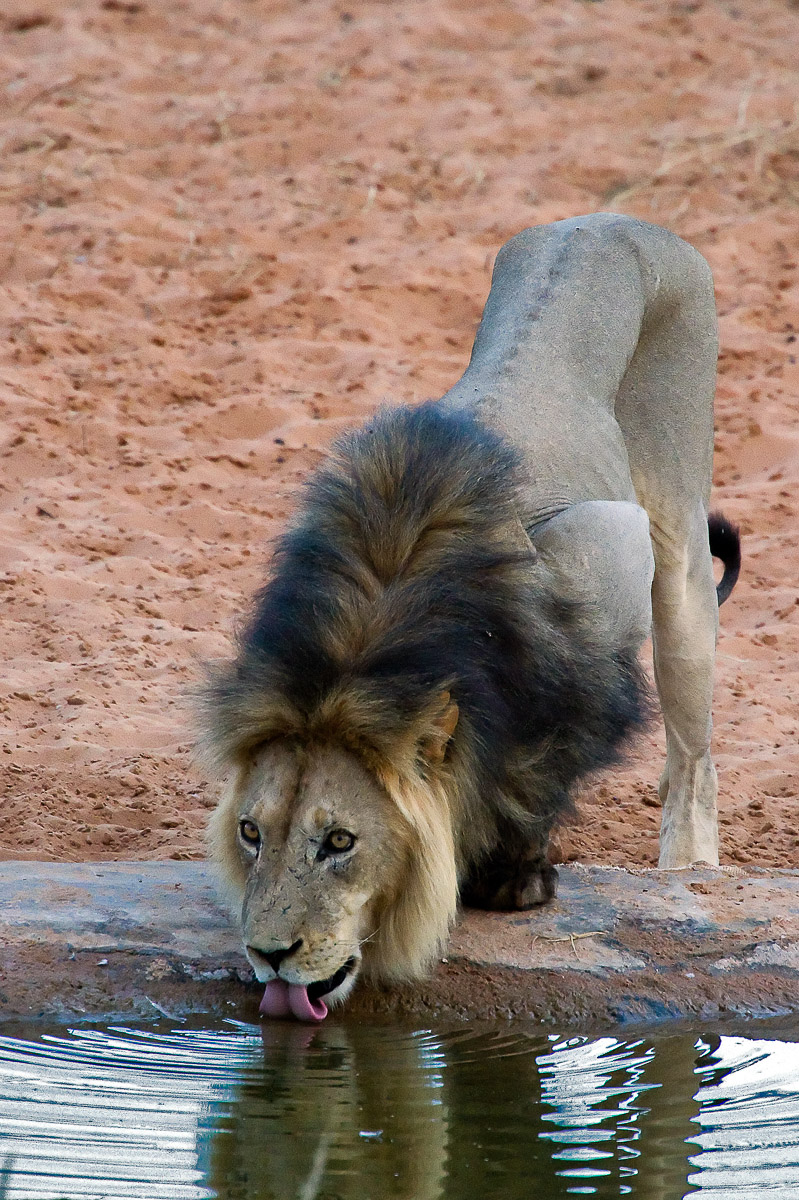 Black mane lion at the Gharagab waterhole