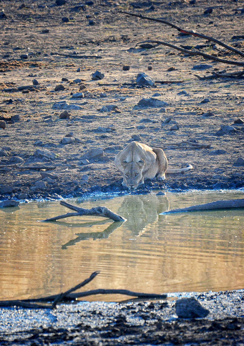 Lioness drinking at the dam in the Pilanesberg