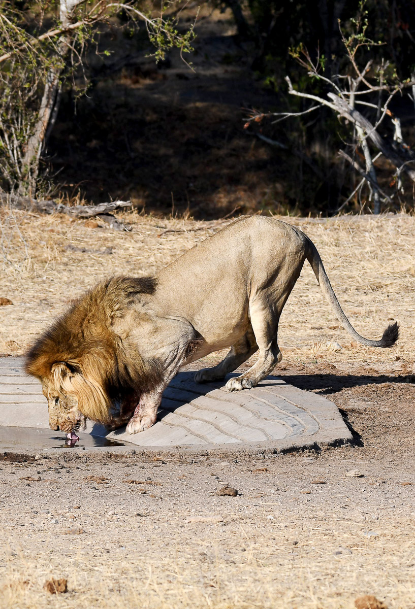 Male lion drinking after eating impala kill at De Laporte waterhole, Kruger Park