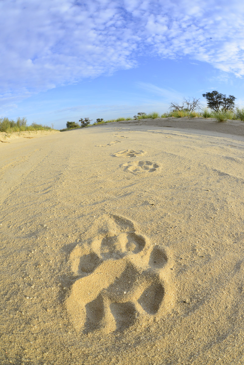 Lion footprints heading up the road