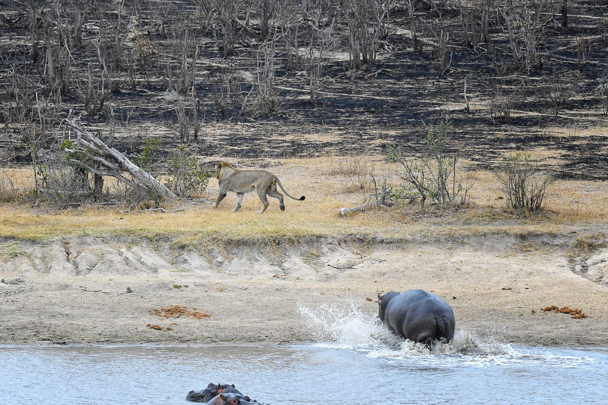 Hippo chasing Lion at Transport Dam