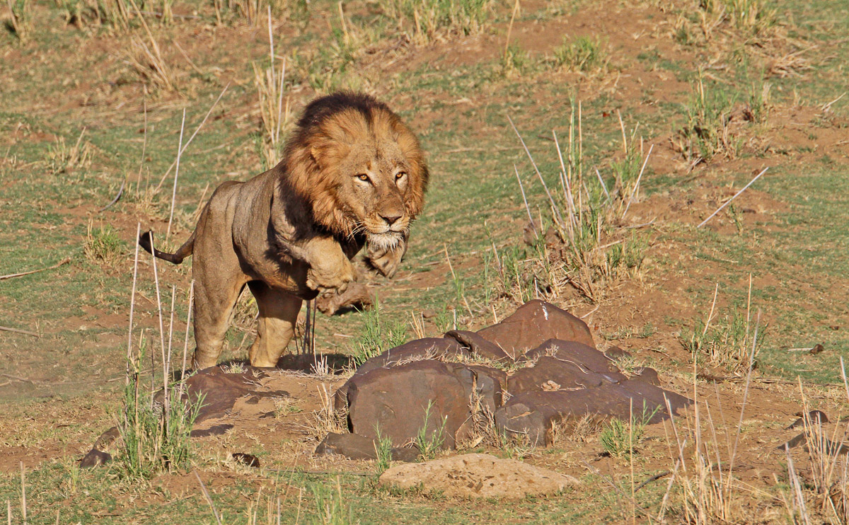 Trevors pics of Lion jumping in Letaba river bed