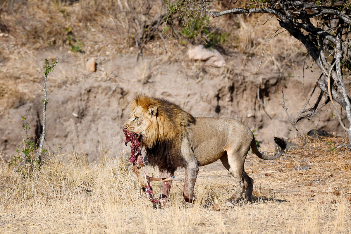 Male lion with impala kill at De Laporte waterhole, Kruger Park