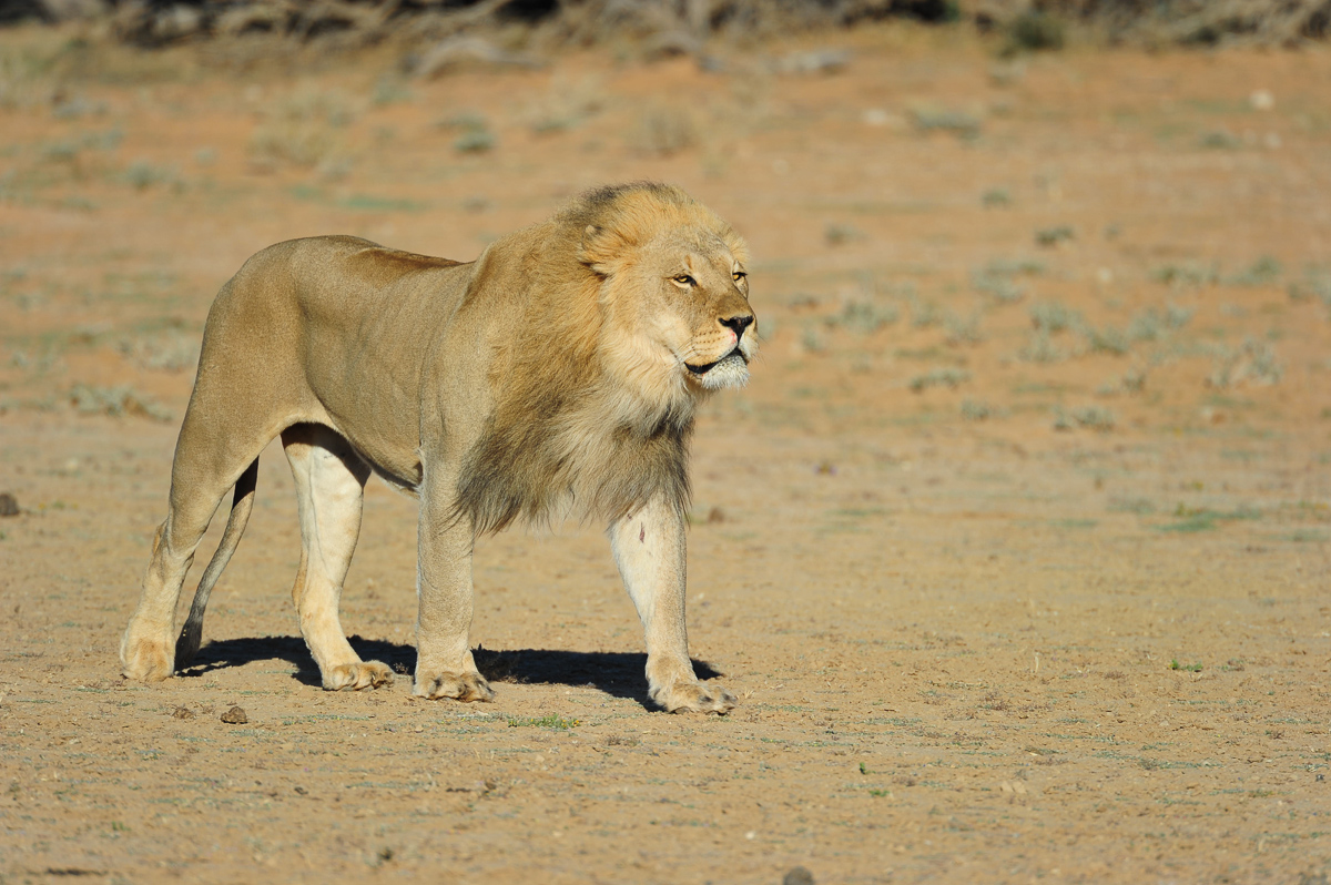 Lion on the move in the Kalahari