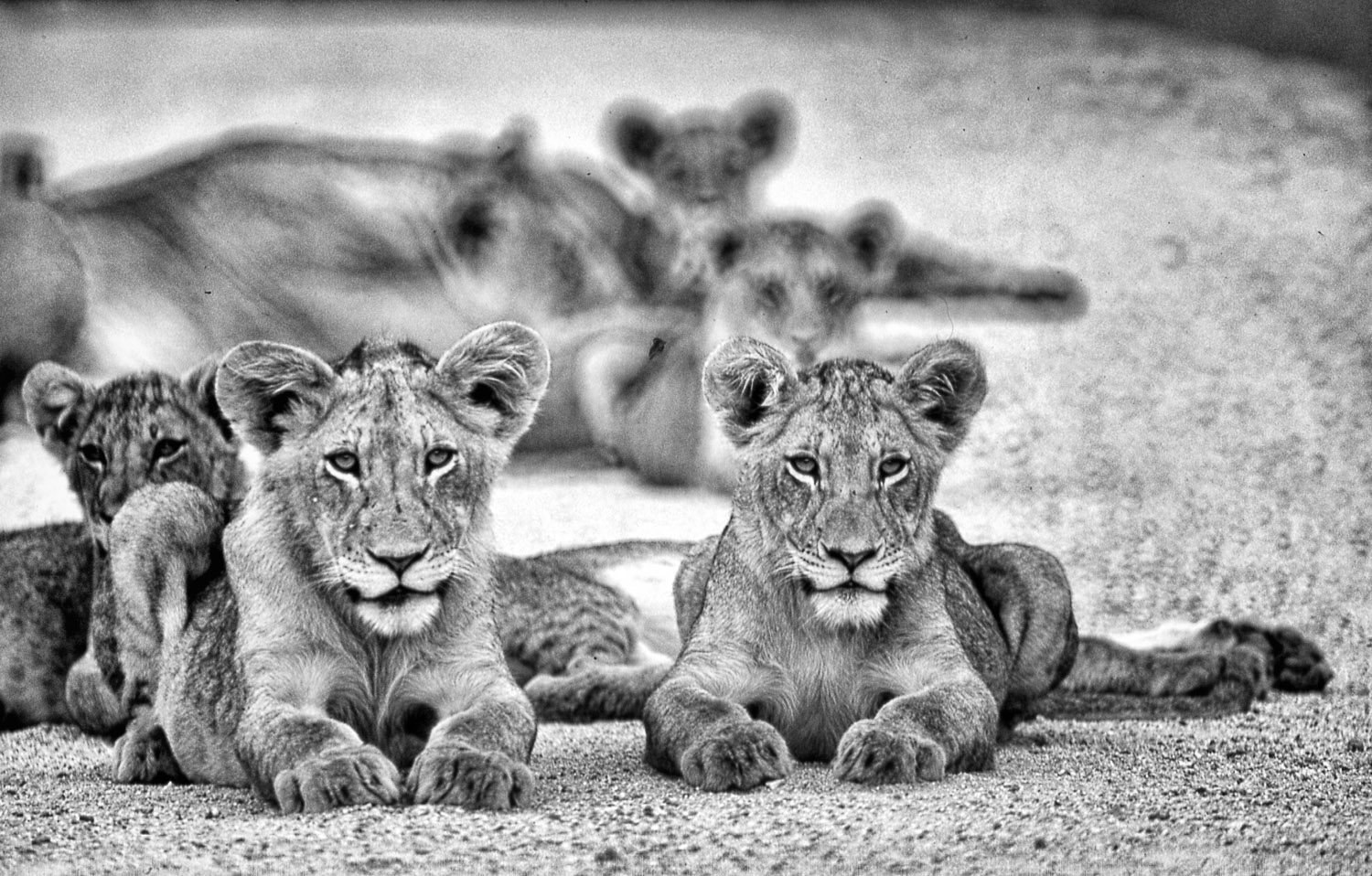 Lion pride in the Talamati area