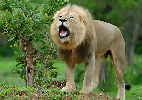 Male Lion roaring in Kruger Park Male Lion roaring in Kruger Park