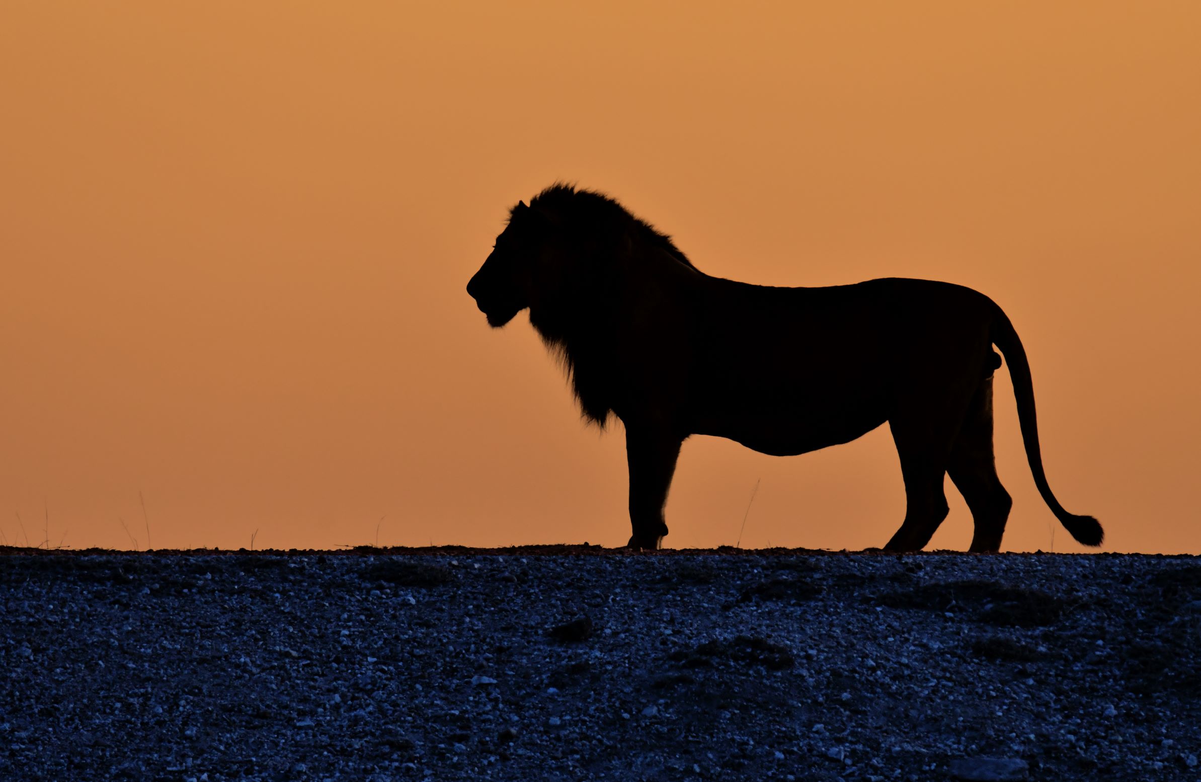 Male lion at Rooibosrand dam