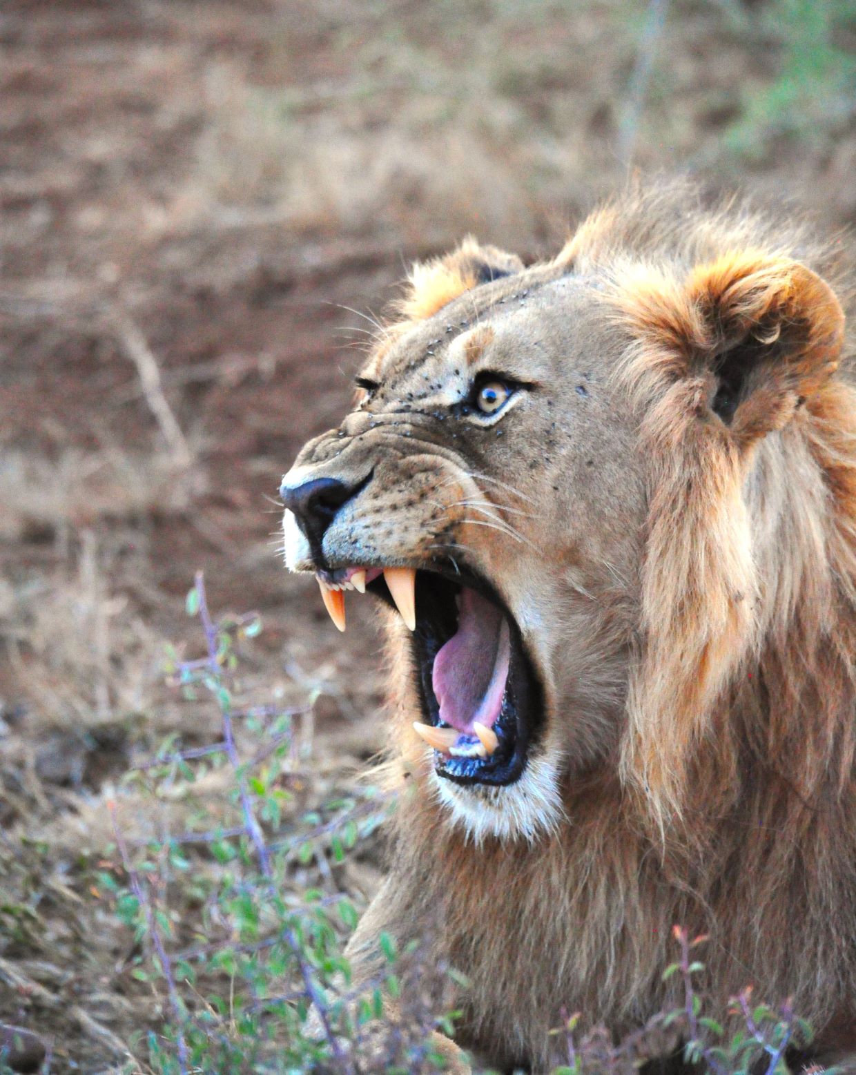 Lion Snarling image taken on game drive while at Makanyane