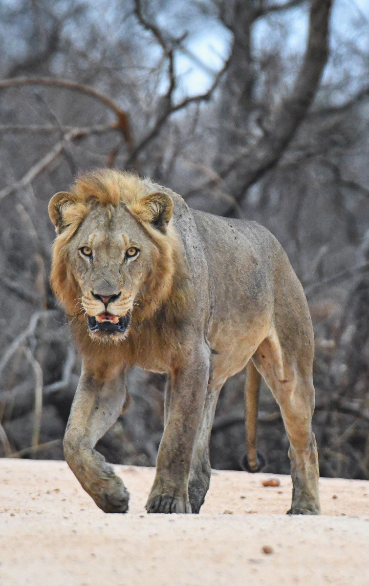 Male lion at Transport Dam, Kruger Park