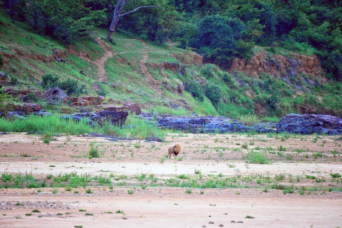 Lion walking on the Letaba River Bank, image taken from the Letaba High Level Bridge on the H1-6 near Letaba Camp in the Kruger National Park