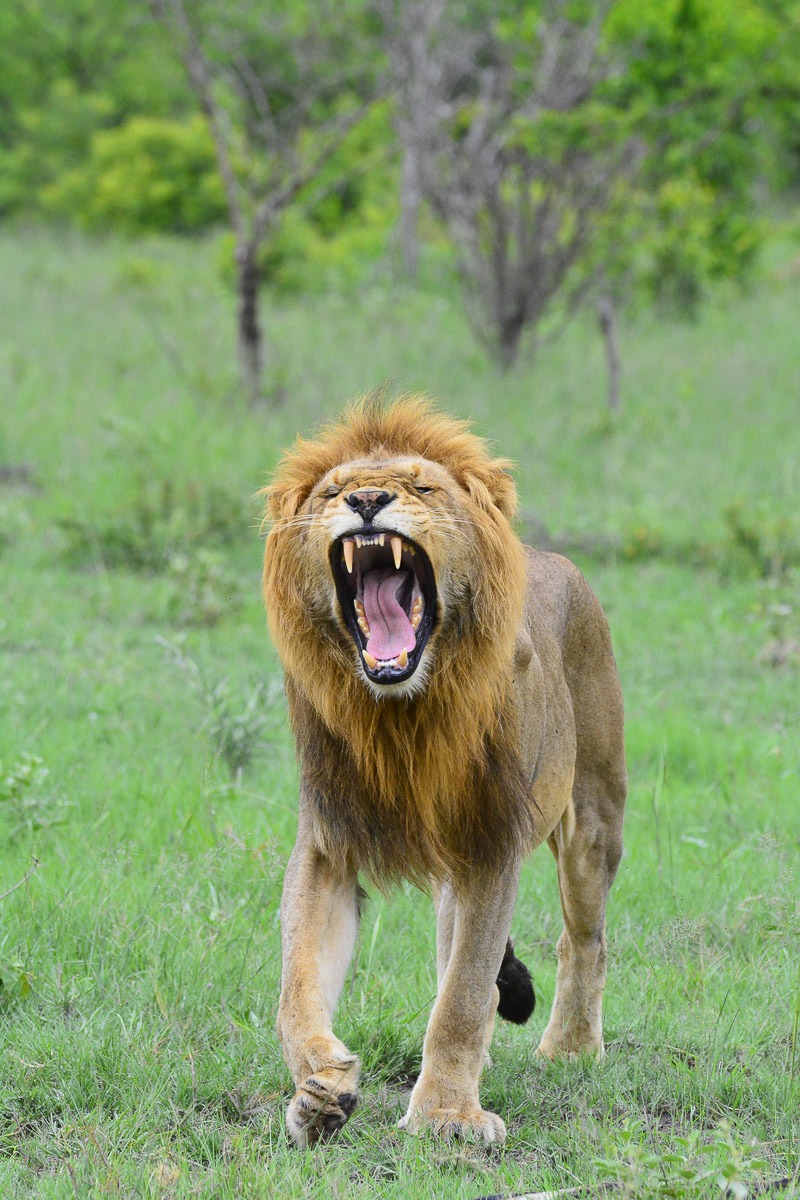 Male lion walking towards the S110 gravel road in the Kruger National Park