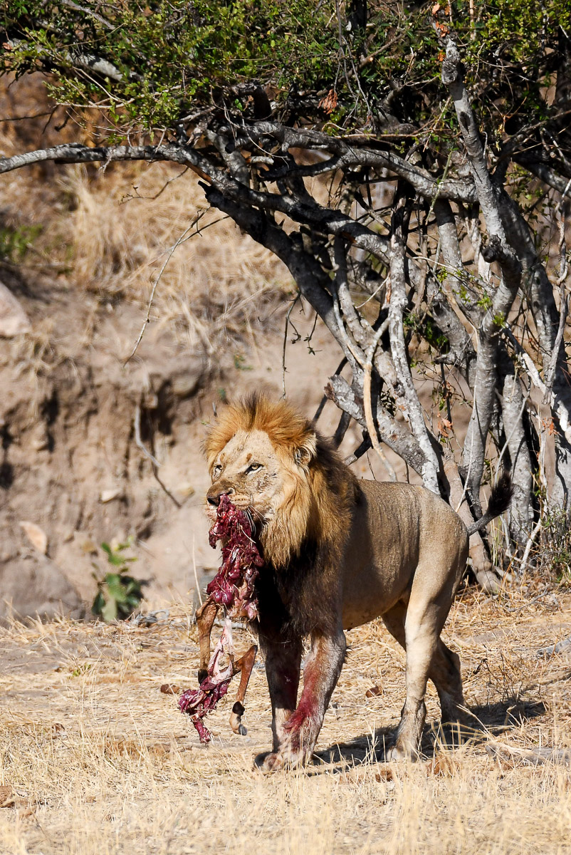 Lion with kill at De Laporte