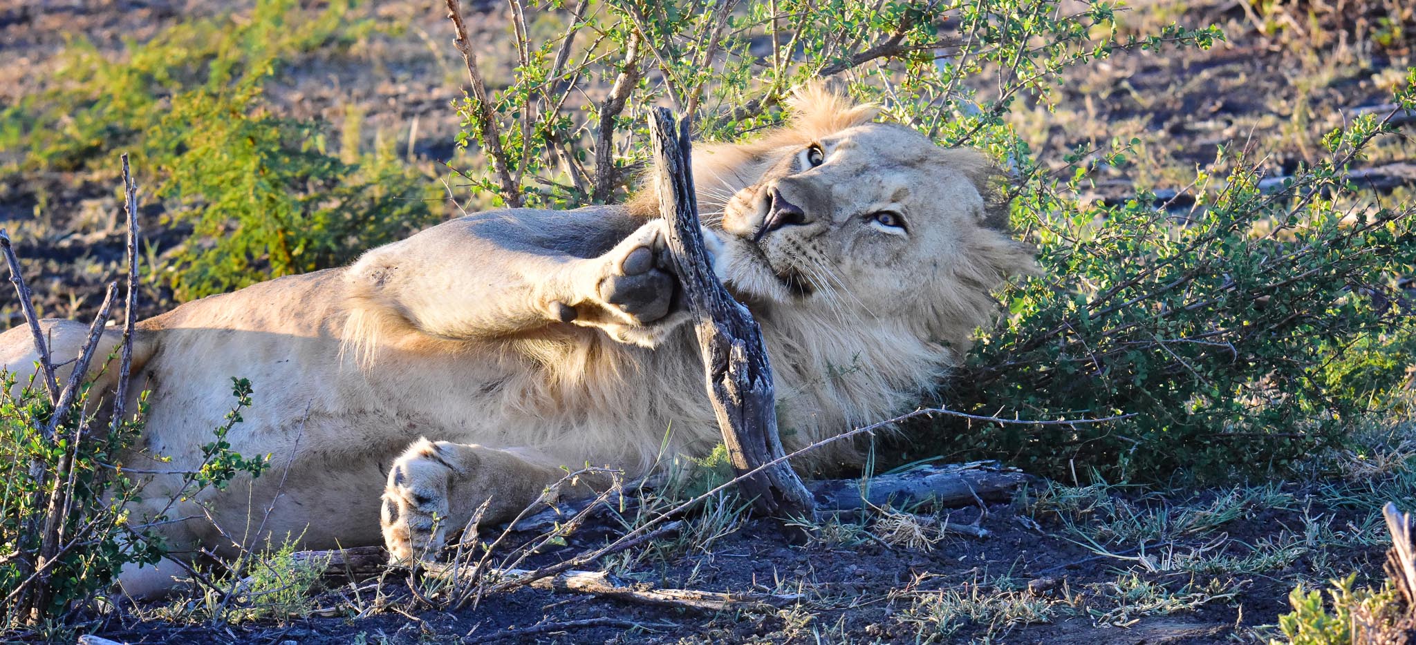 lion with stick