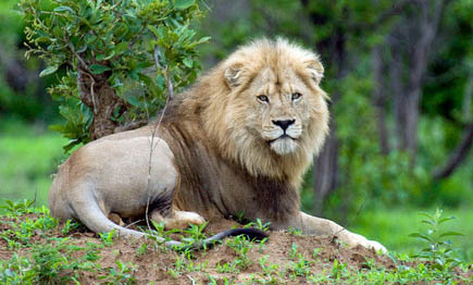 Male Lion on H13-1 (one of our best routes) near Punda Maria, Kruger Park