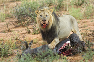 black-maned kalahari lion with wildebeest kill black-maned kalahari lion with wildebeest kill