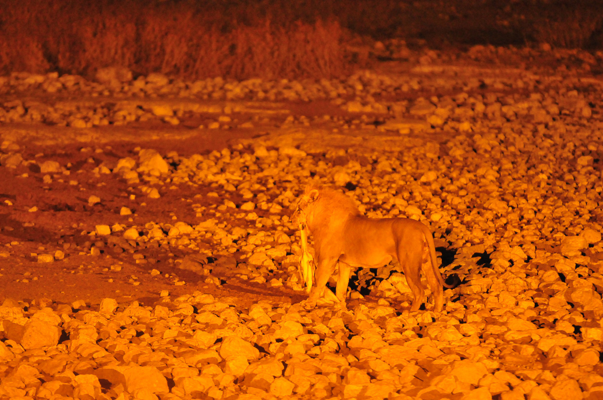 Lion with springbok kill at Okaukuejo waterhole