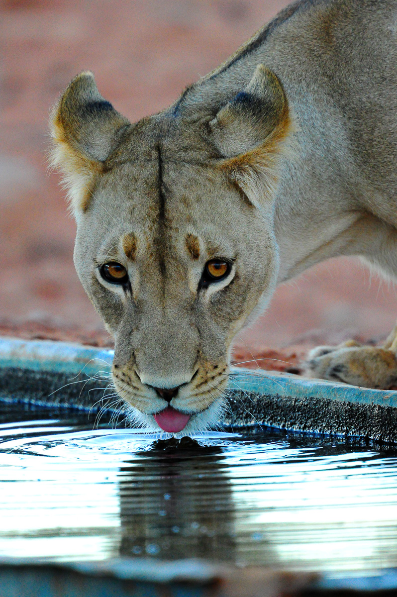 Lioness image taken on game drive at !Xau