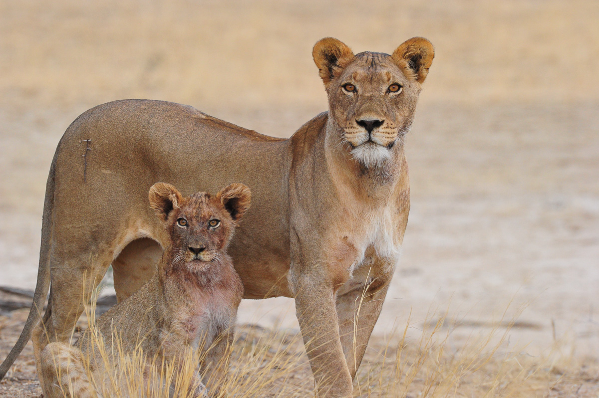 Lioness and cub in the Kalahari