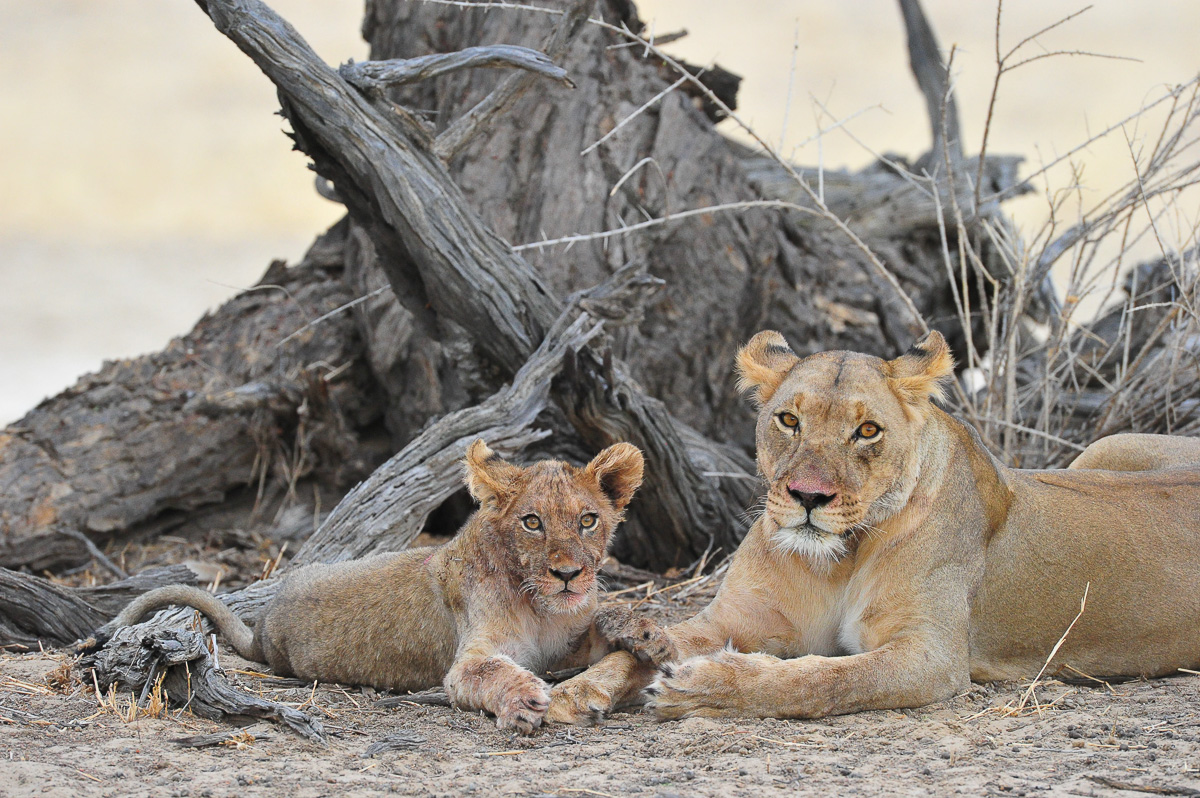 Lioness and cub taken near Grootkolk camp