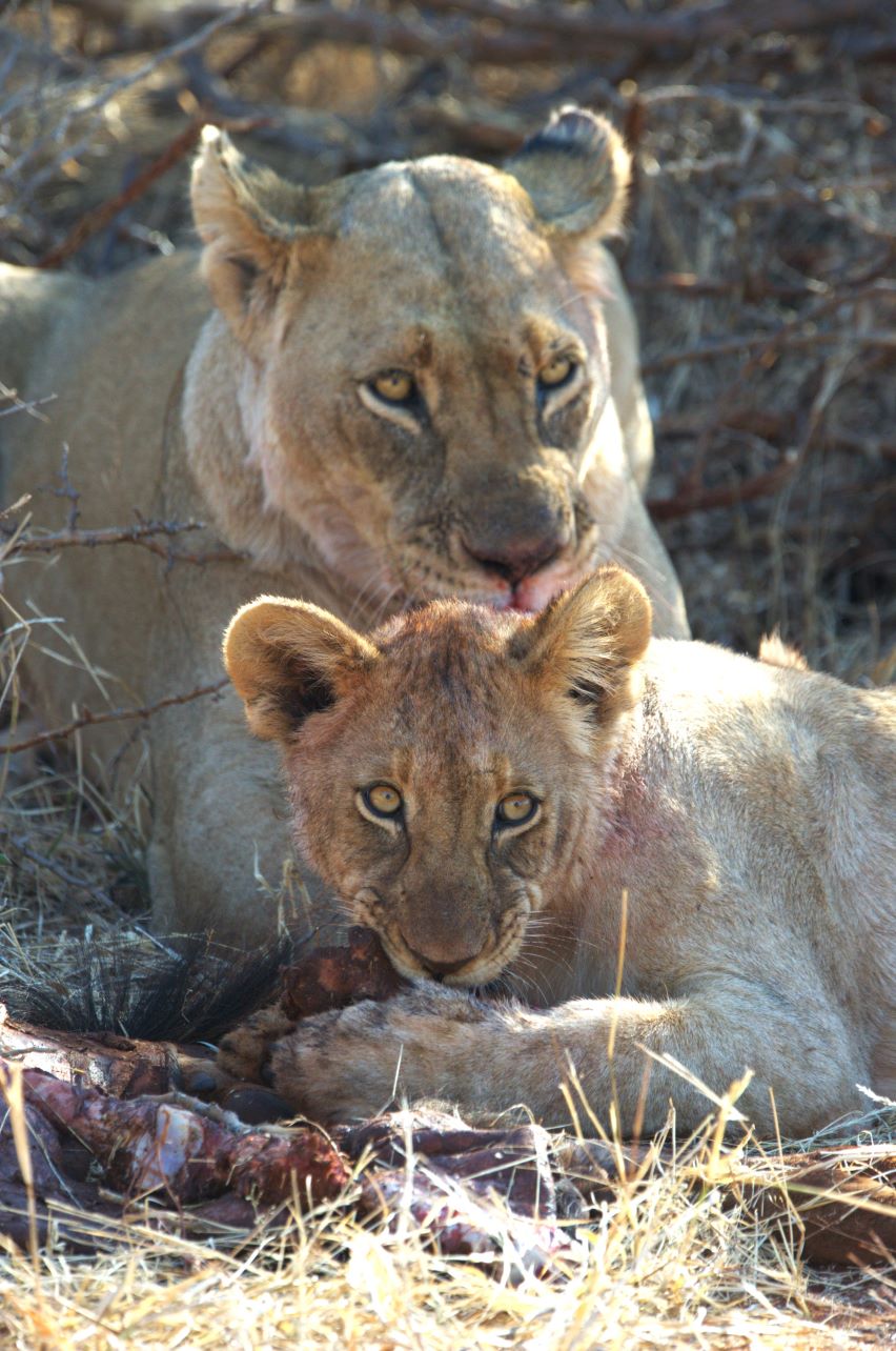 Lioness and cub eating on a kill image taken while on game drive at Buffalo Ridge Lodge