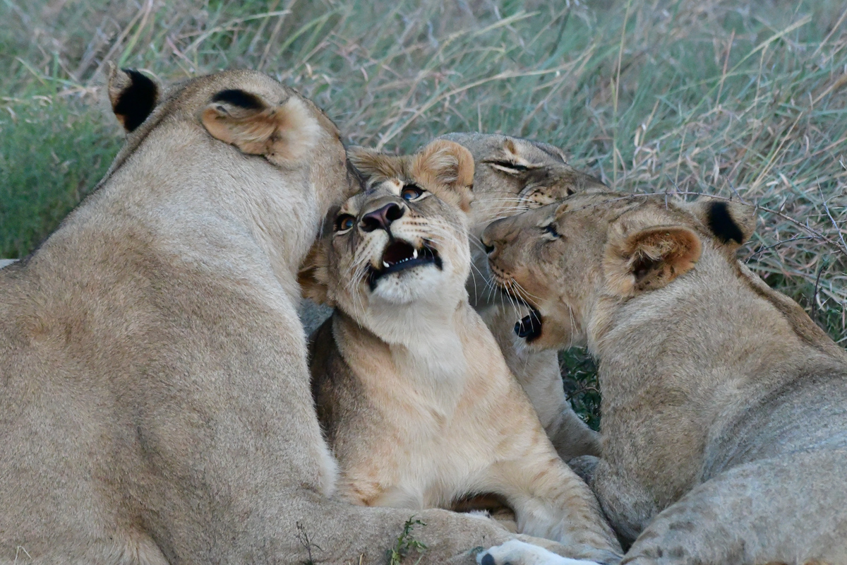 lioness and cubs on Madikwe northern plains2