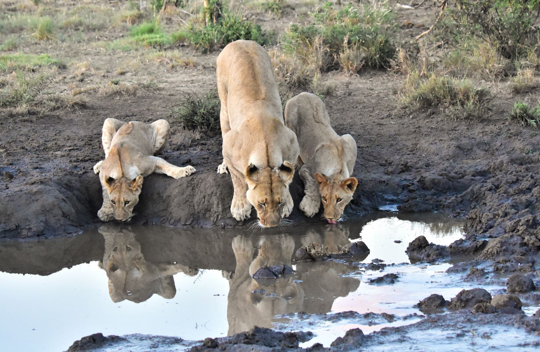 Lioness and cubs drinking on game drive Lioness and cubs drinking on game drive