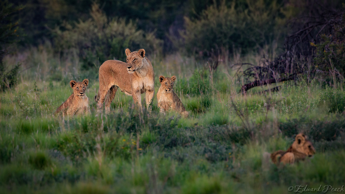 Lioness and cubs near Tau pan