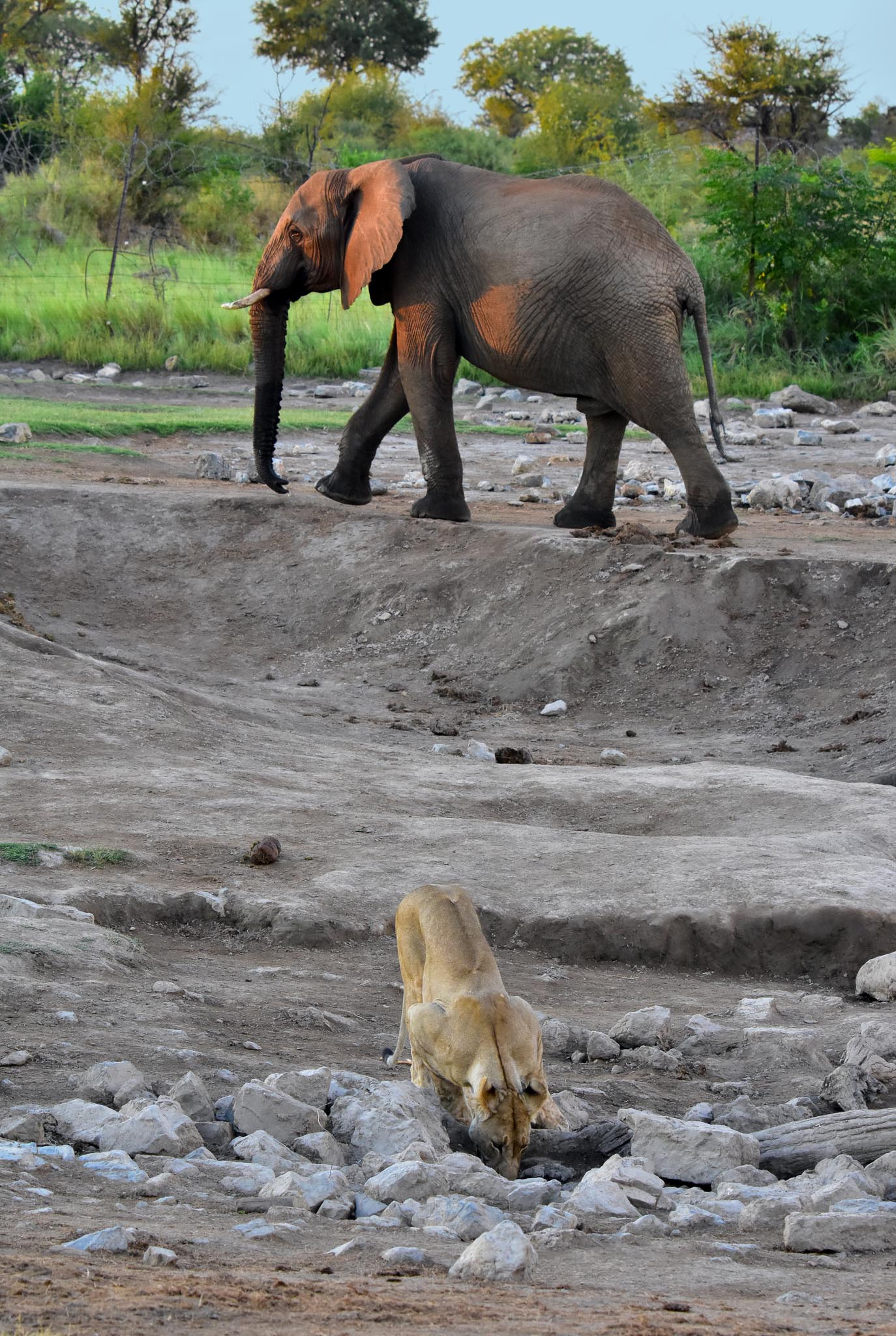 lioness and elephant at Vleisfontein lioness and elephant at Vleisfontein