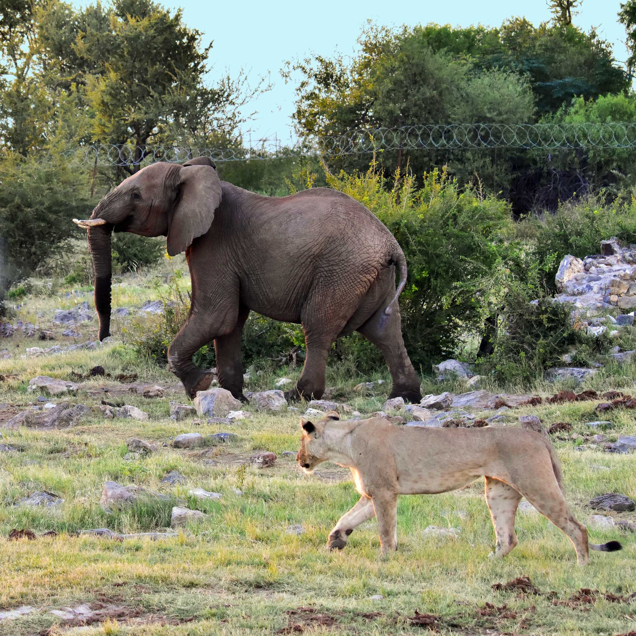 lioness and elephant at Vleisfontein 2