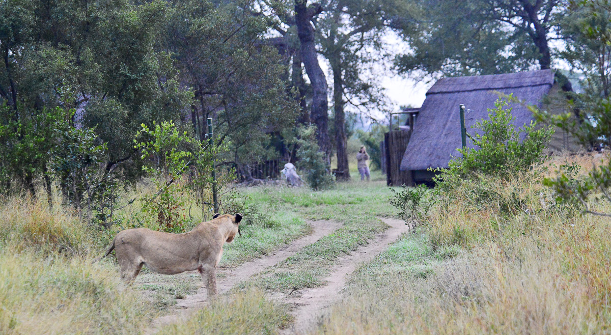 Lioness checking out the people in Buffelshoek camp in the Manyeleti Game Reserve in the Greater Kruger National Park