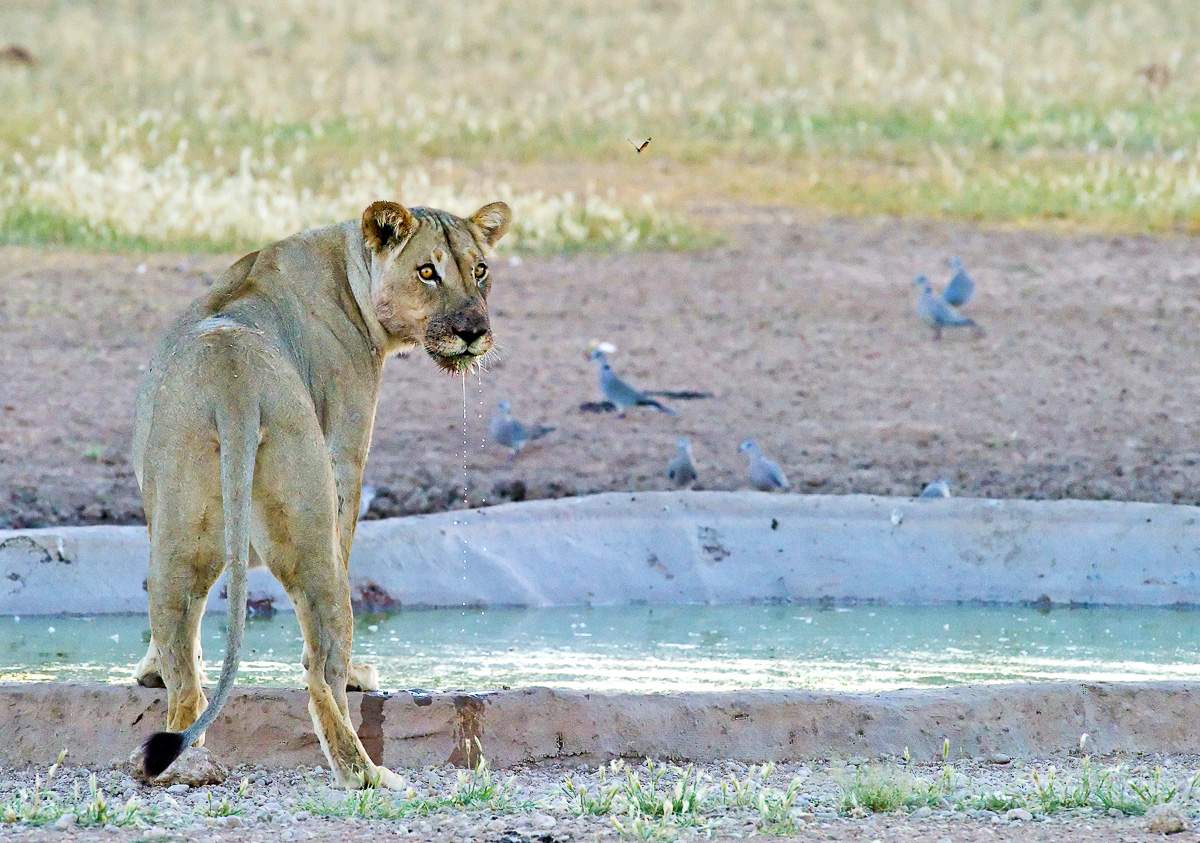 Lioness drinking at Urikaruus