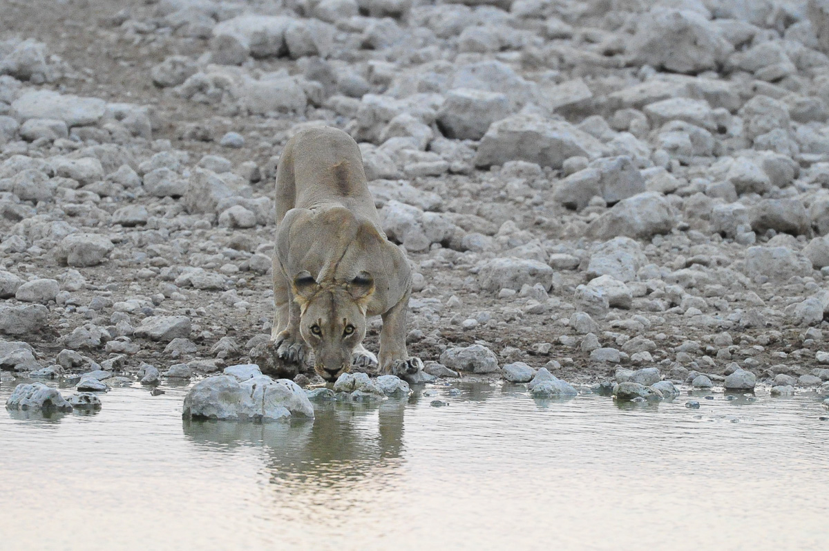 Lioness at Okaukuejo waterhole