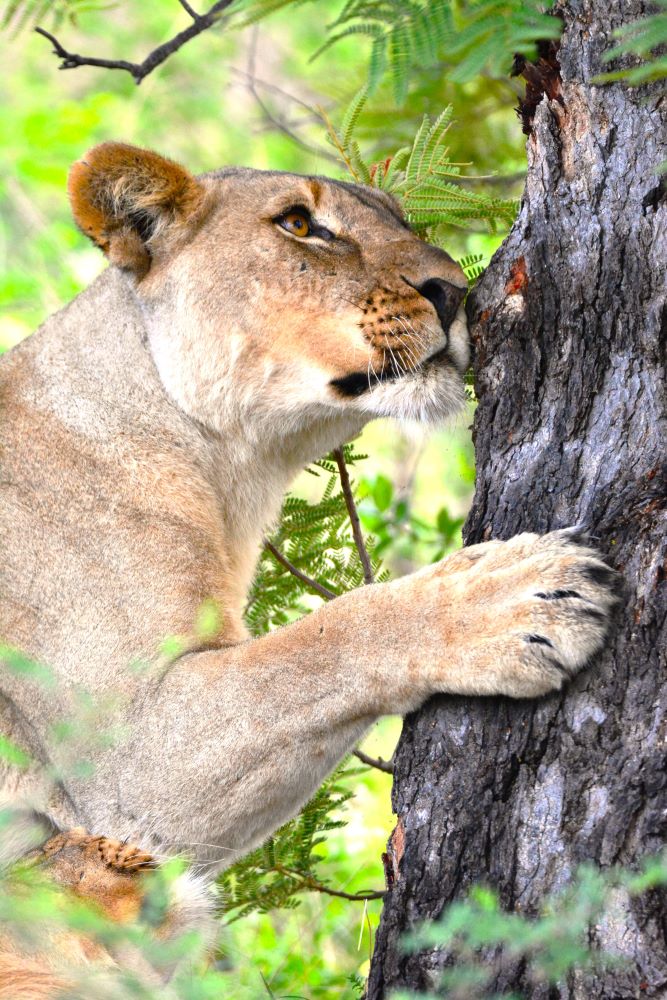 Lioness hugging the tree image taken on game drive with Buffalo Ridge Lodge