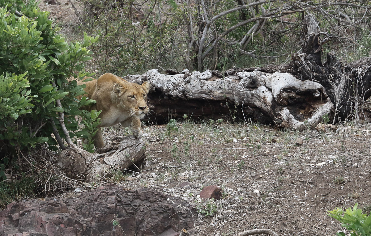 Lioness stalking impala at Sweni Hide