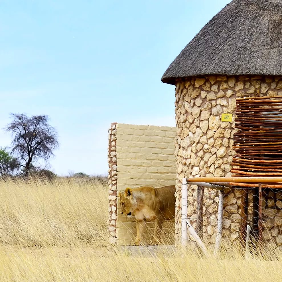 lioness in toilet at Unions End