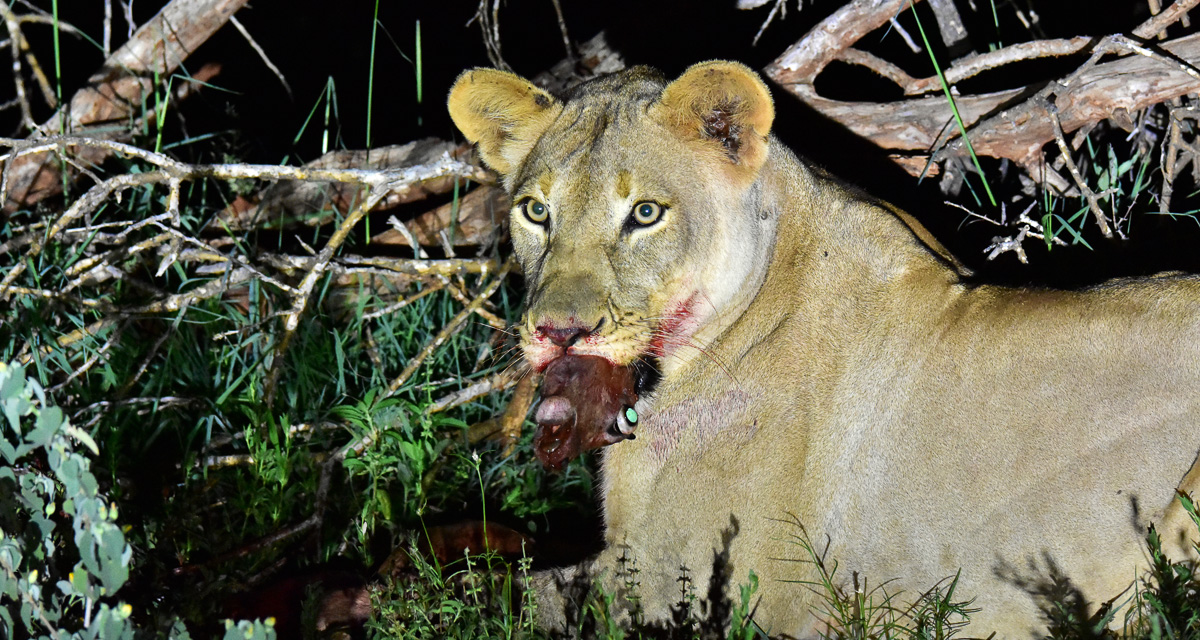 lioness with kill at night