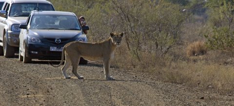 Lioness near Olifants camp, Kruger National Park Lioness near Olifants camp, Kruger National Park