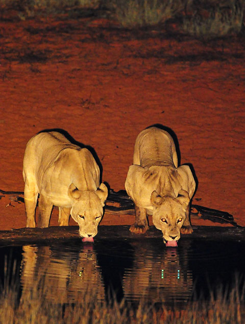 lionesses drinking at Gharagab waterhole lionesses drinking at Gharagab waterhole