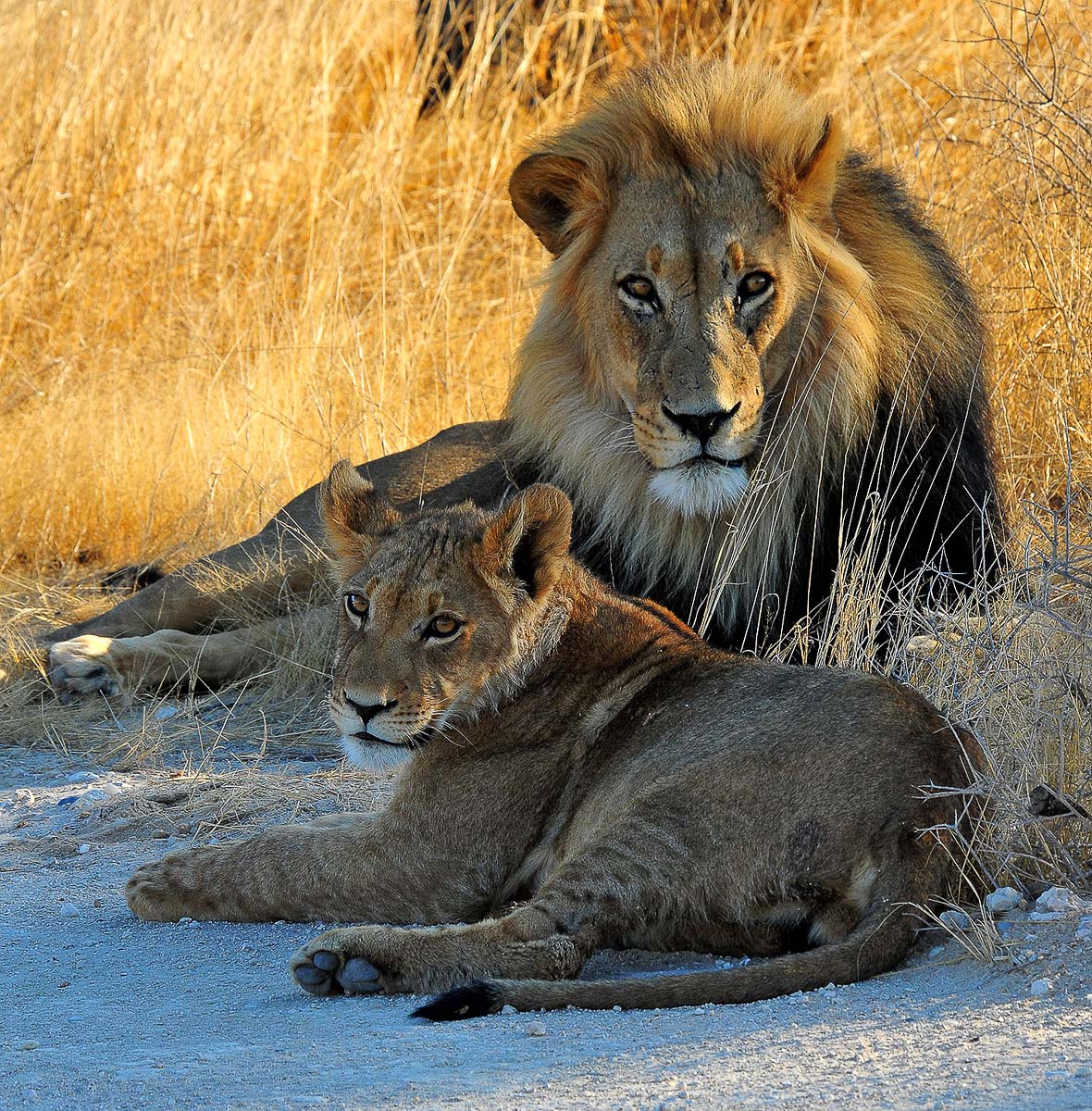 Male lion with his cub on access road to Grootkolk