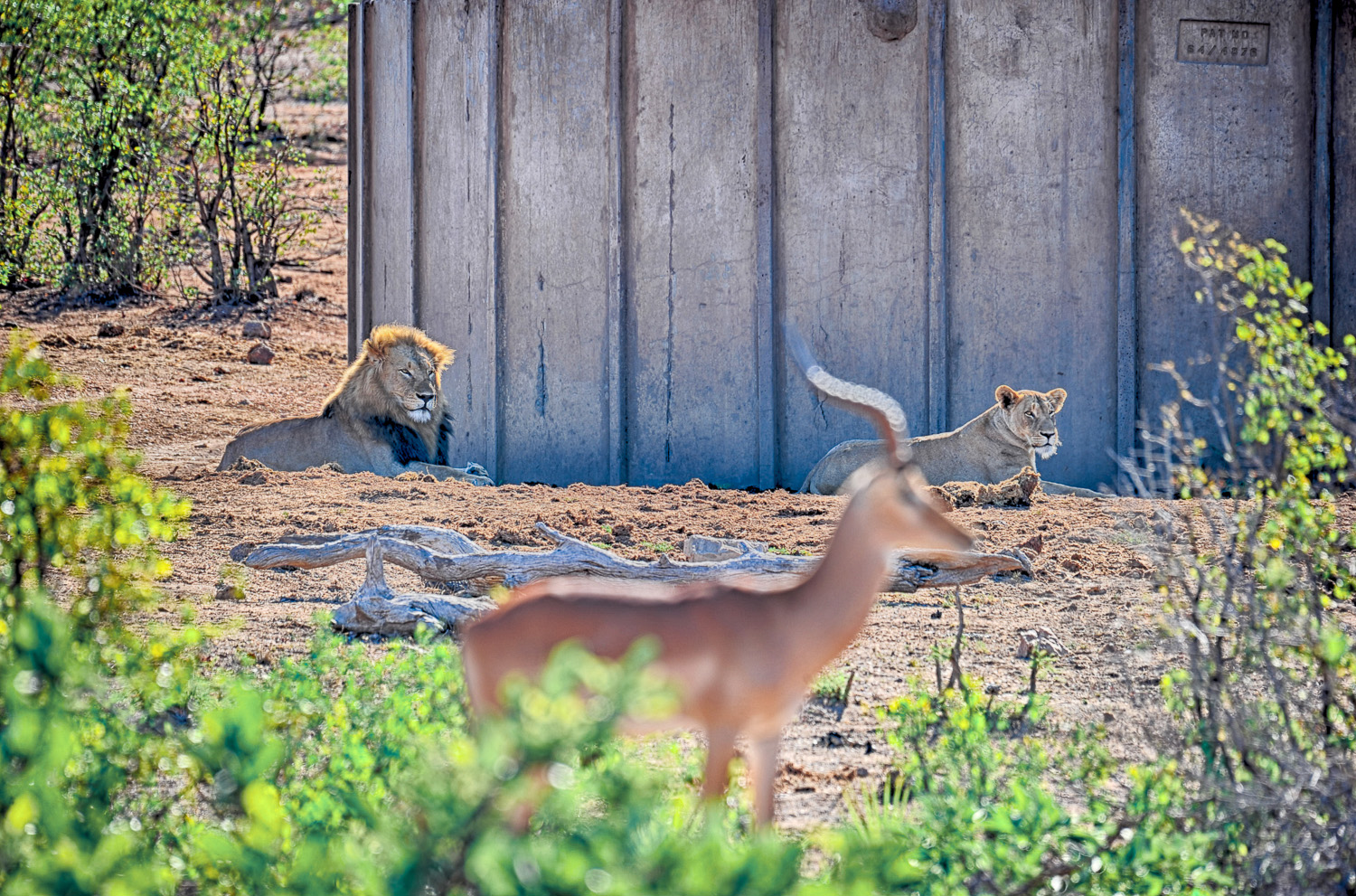 Lions and Impala, image taken at a waterhole on the S131 between Letaba and Phalaborwa in the Kruger National Park