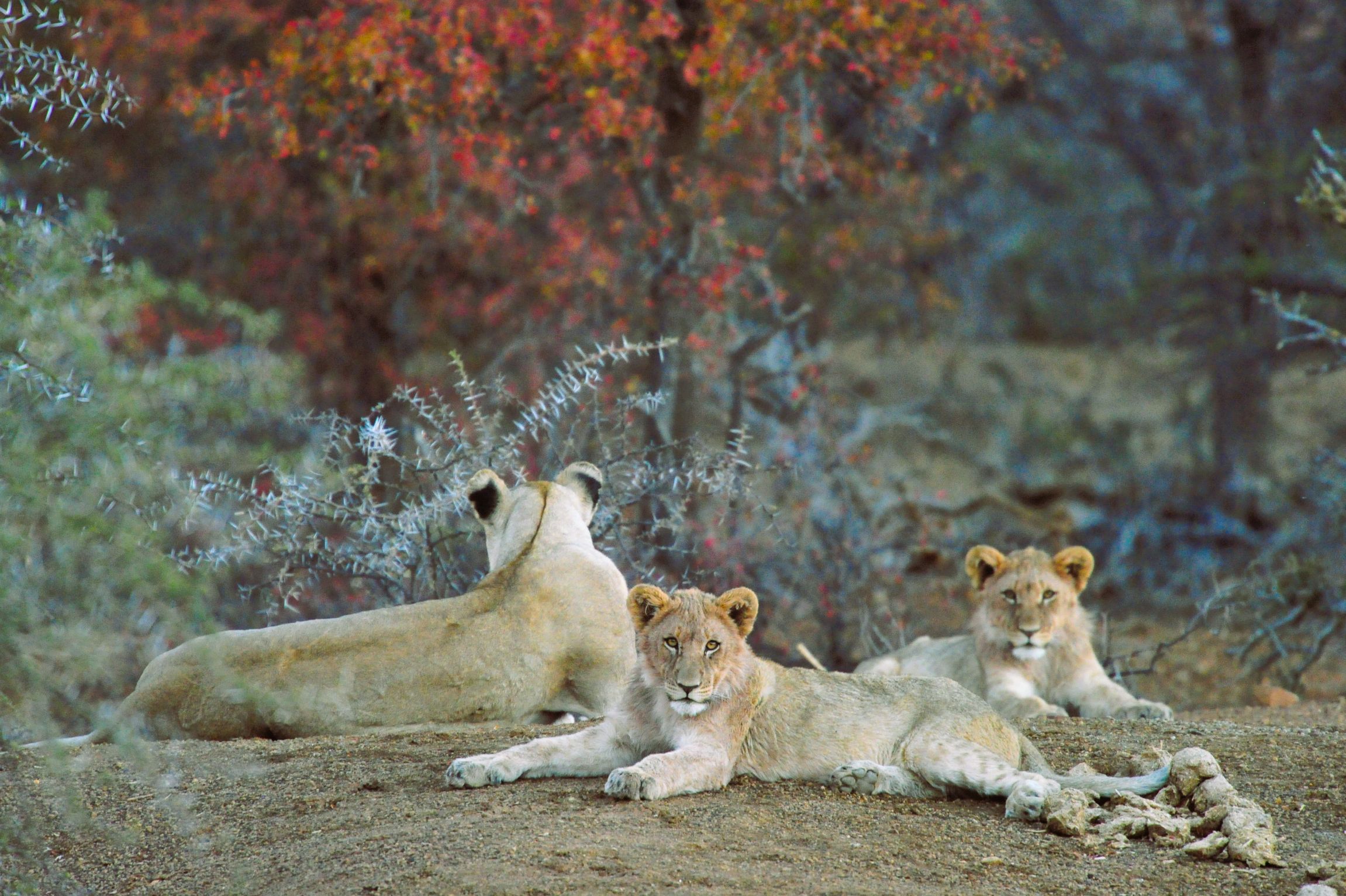 Lions with cubs at Leeupan Hide in Black Rhino Reserve